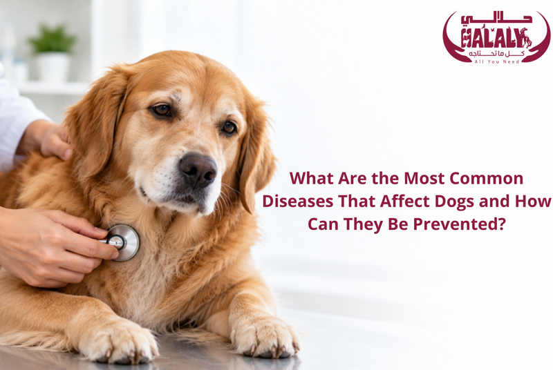 What Are the Most Common Diseases That Affect Dogs and How Can They Be Prevented?